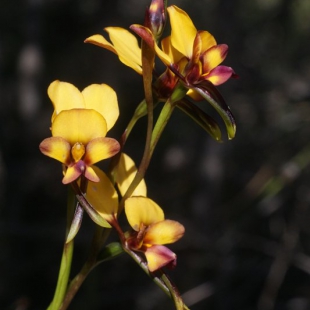 Diuris sp